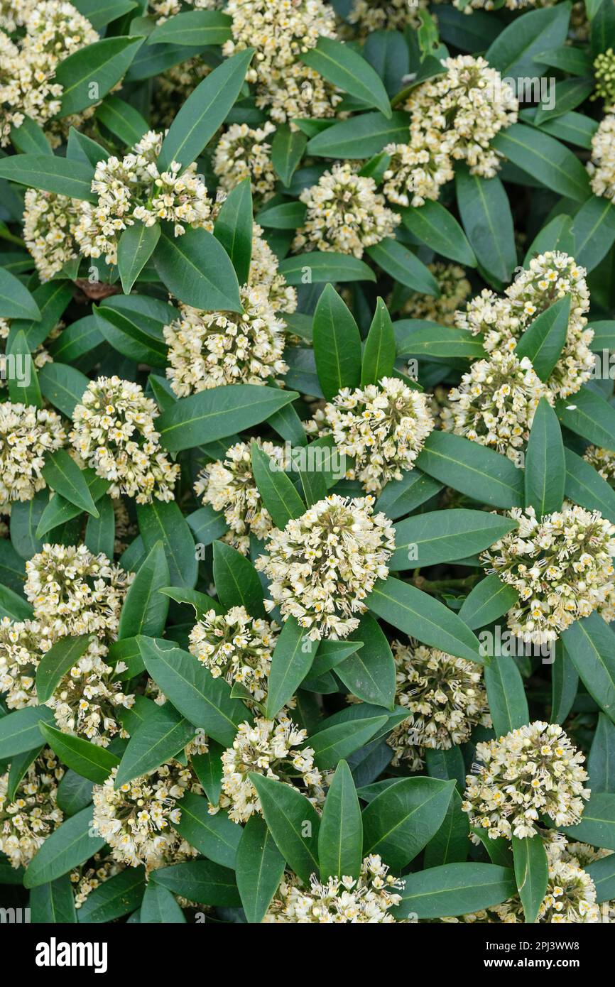 Skimmia × confusa Kew Green, skimmia Kew Green, male, clusters of small, fragrant creamy-white flowers Stock Photo