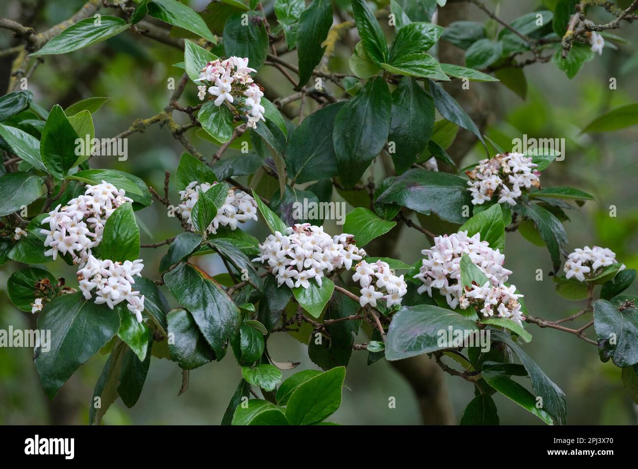 Viburnum burkwoodii Mohawk, arrowwood Mohawk, deciduous shrub flowers open white from red buds, Stock Photo