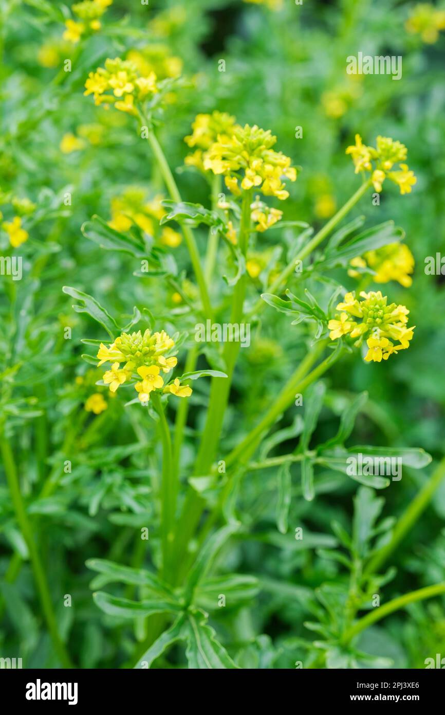American Winter-cress, Barbarea verna, American Land Cress, salad plant, yellow flowers Stock Photo