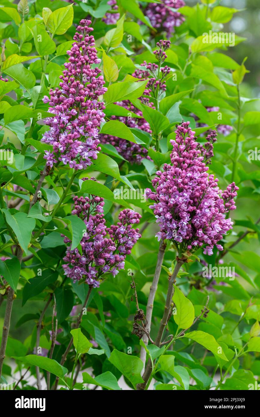 Stringlia Flower Syringa vulgaris Olive May Cummings, lilac Olive May Cummings, Red ...