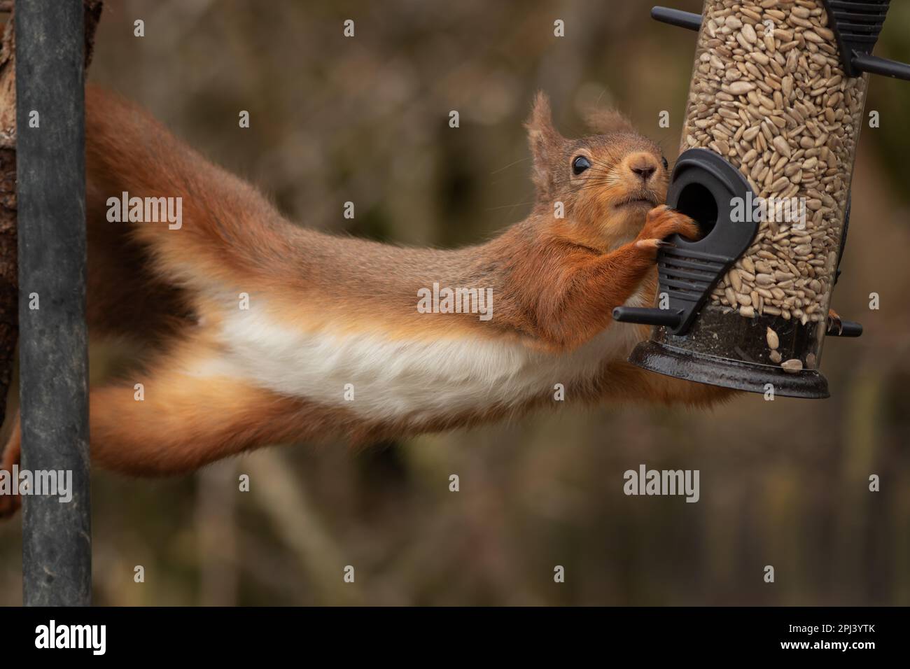 an amusing funny image of a red squirrel as it stretches from a treen over to a bird feeder as it steals the food from a bird feeder Stock Photo