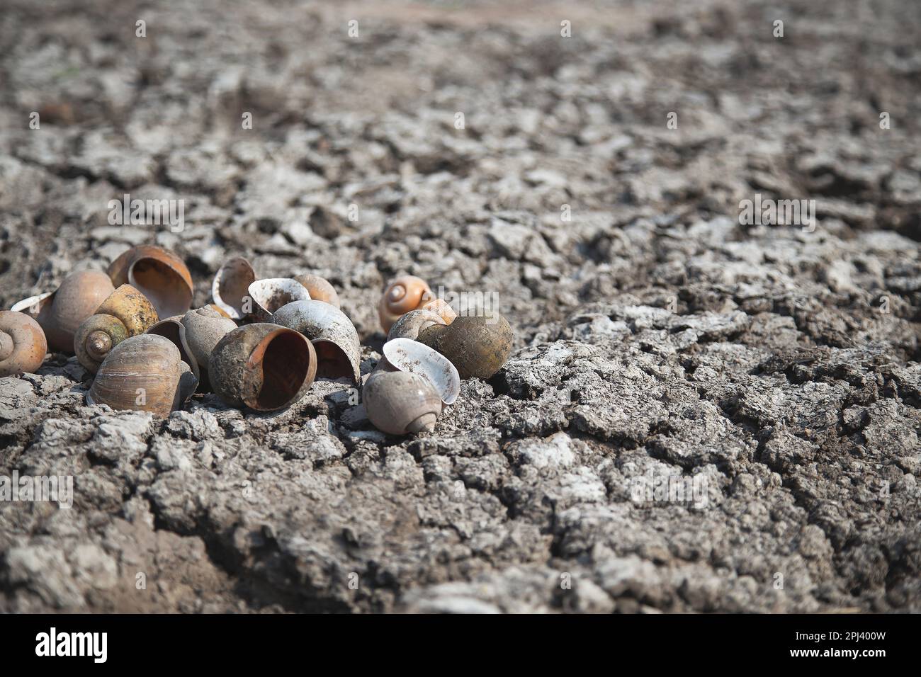 Dried molluscs on dry and cracked ground, global warming, environmental impacts Stock Photo