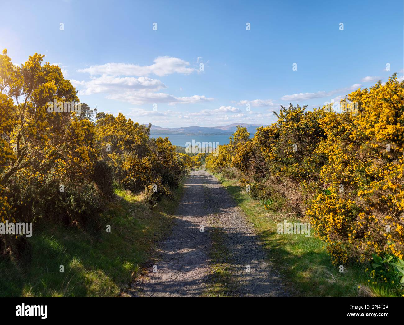 A country lane lined with bright yellow gorse bushes, on a walk in the landscape near Oban in Scotland. On a sunny day with bright blue skys Stock Photo