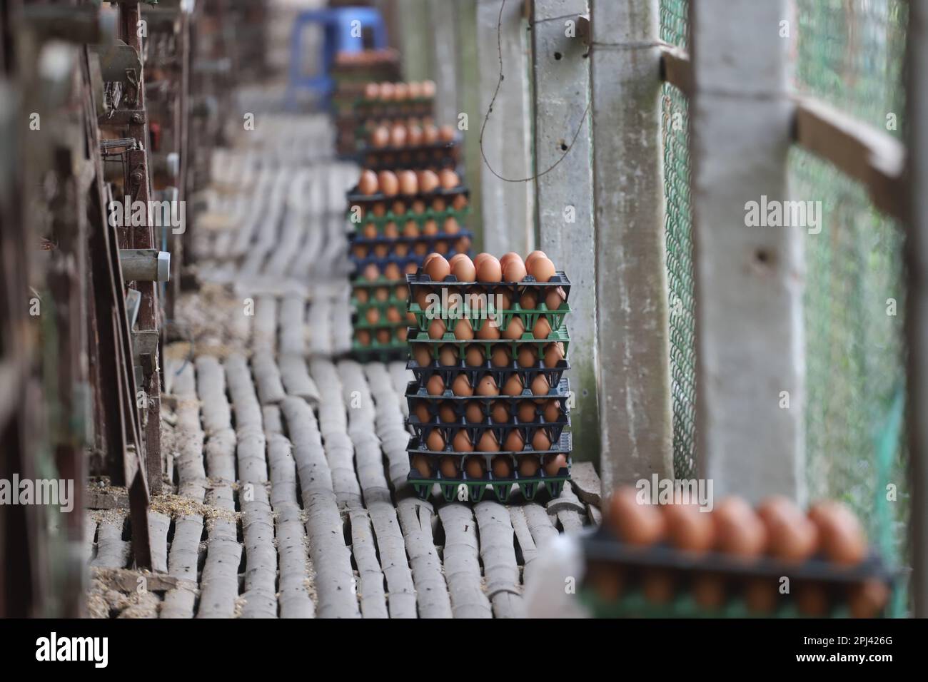 Poultry farm at Savar, Bangladesh. Among all the sub-sectors of the livestock sector in Bangladesh, poultry stands as one of the most important ones. Stock Photo