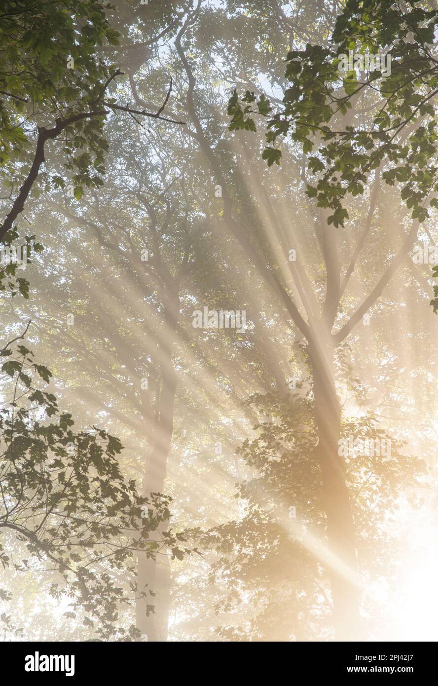 Close up of sunlight creating beams of light as it shines through branches of trees on a misty morning, in woods in the the Engish countryside Stock Photo