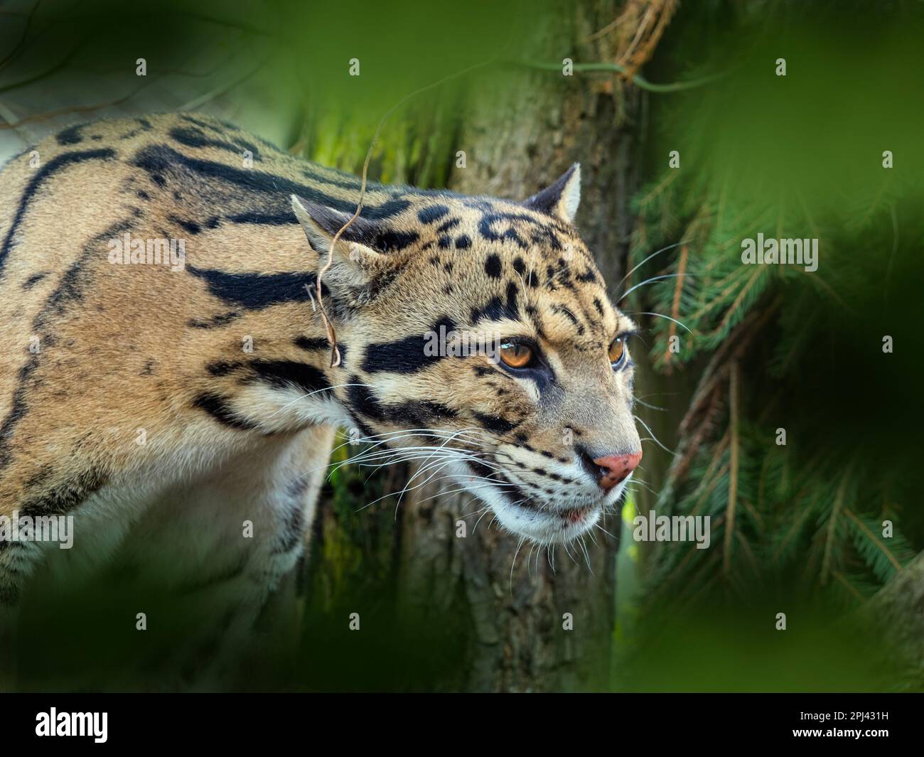 Clouded leopard Neofelis nebulosa Stock Photo