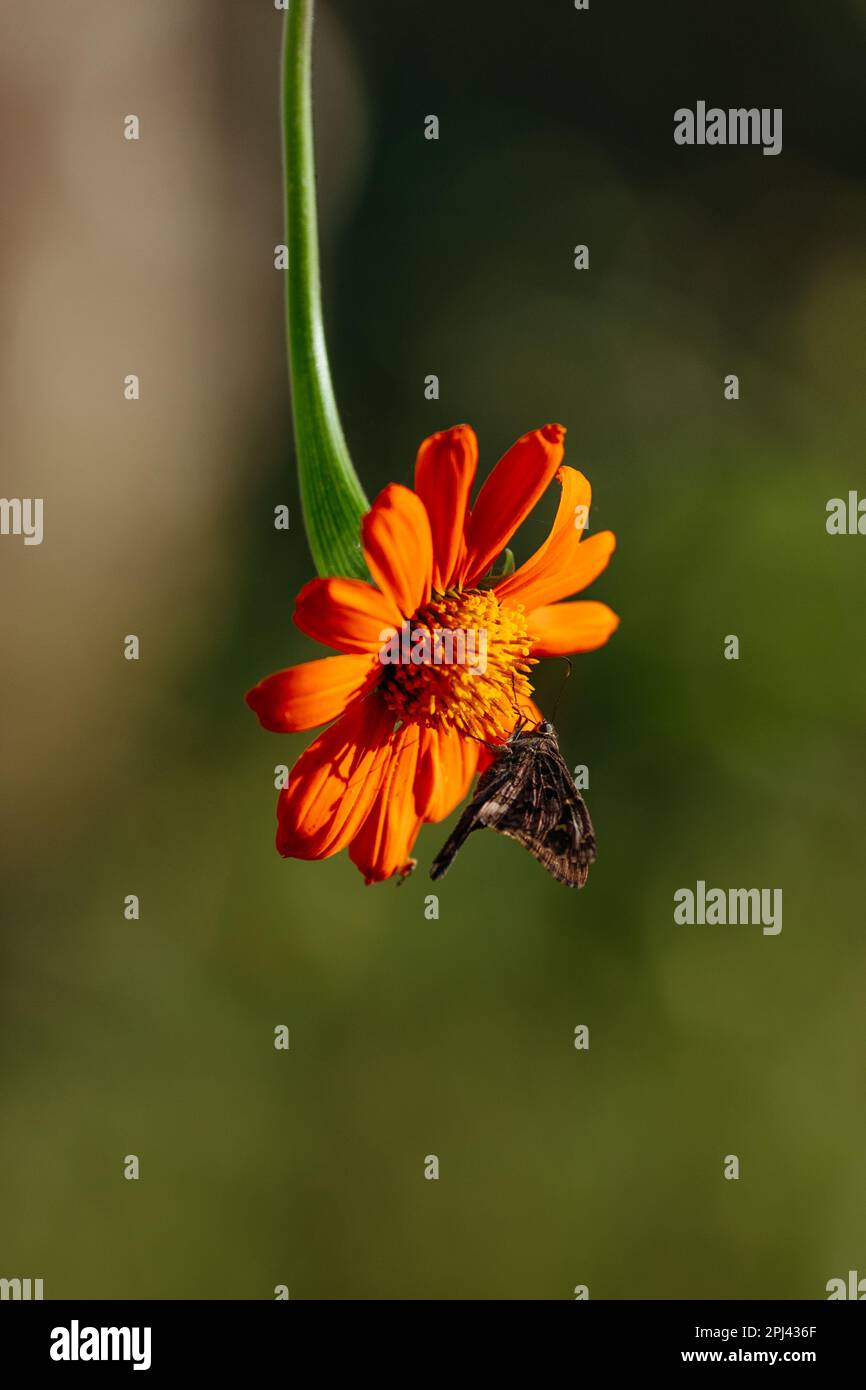 Orange and black moth hi-res stock photography and images - Alamy