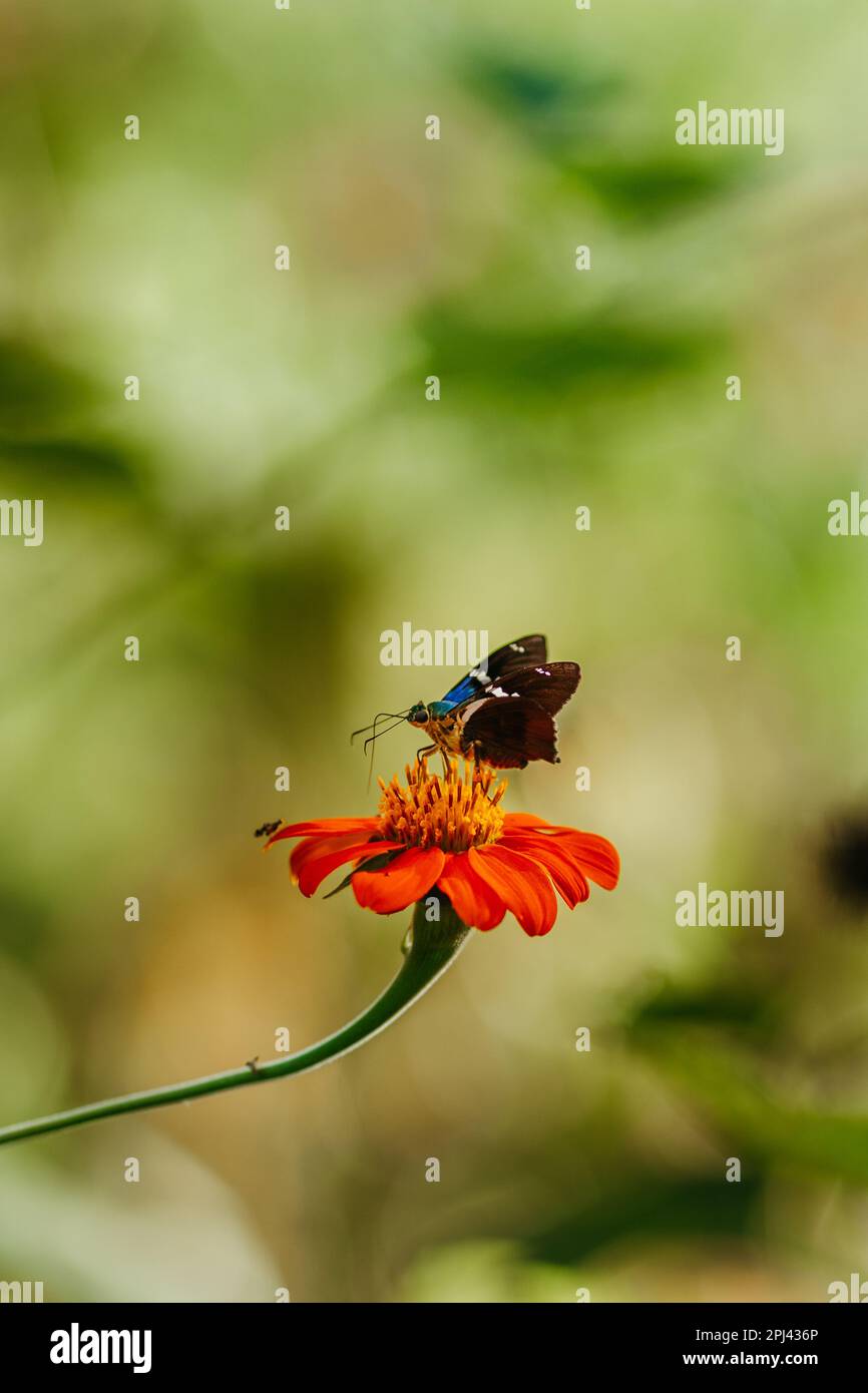 Orange and black moth hi-res stock photography and images - Alamy