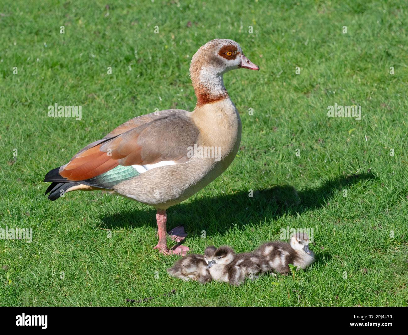 Egyptain Goose Alopochen aegyptiacus with newly hatched goslings.Norfolk Broads UK Stock Photo