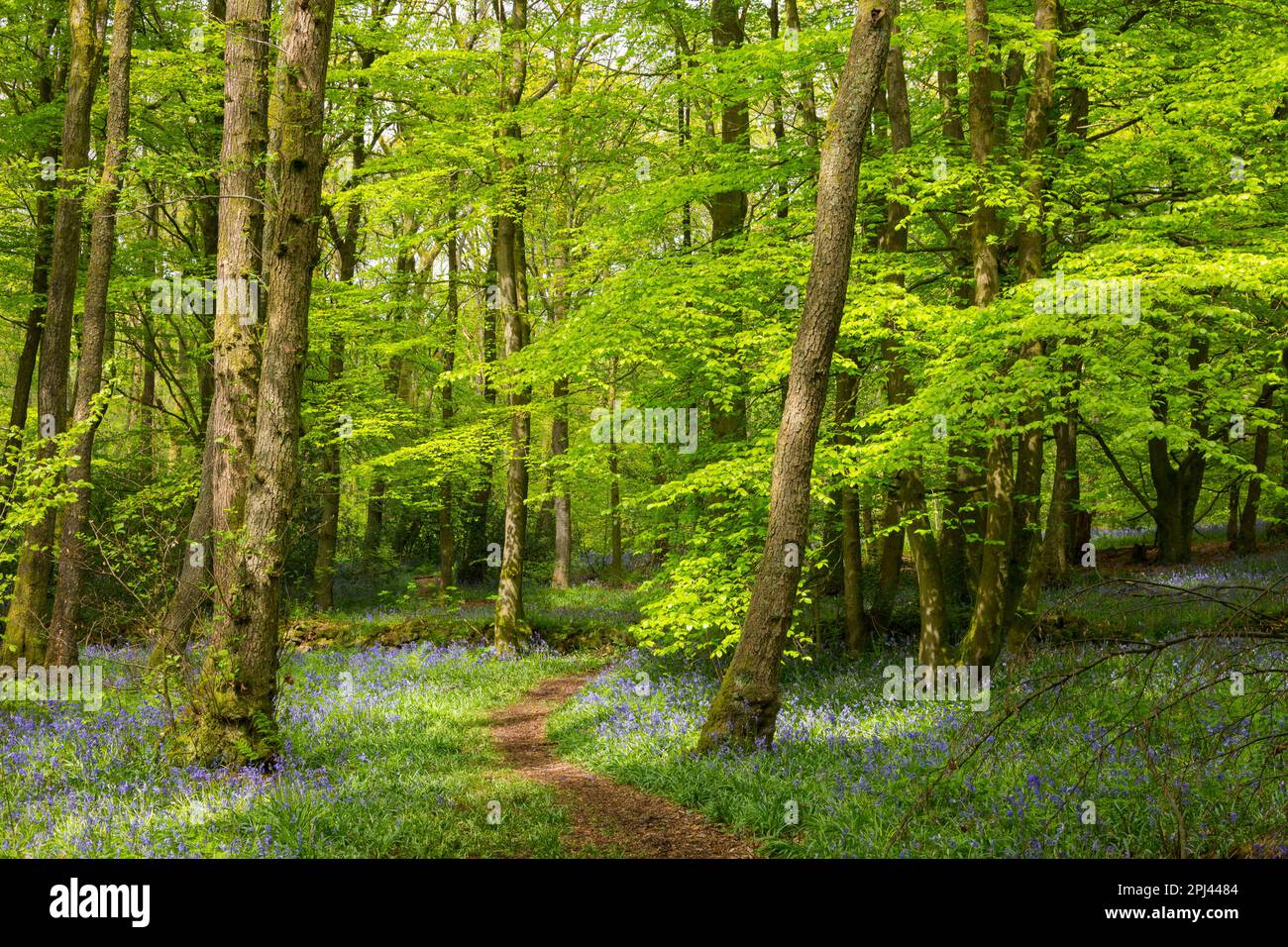 Bluebells in early spring sunshine with path dappled in sunlight winding through trees into the distance. Brinscale wood in Lancashire Northwest Engl Stock Photo