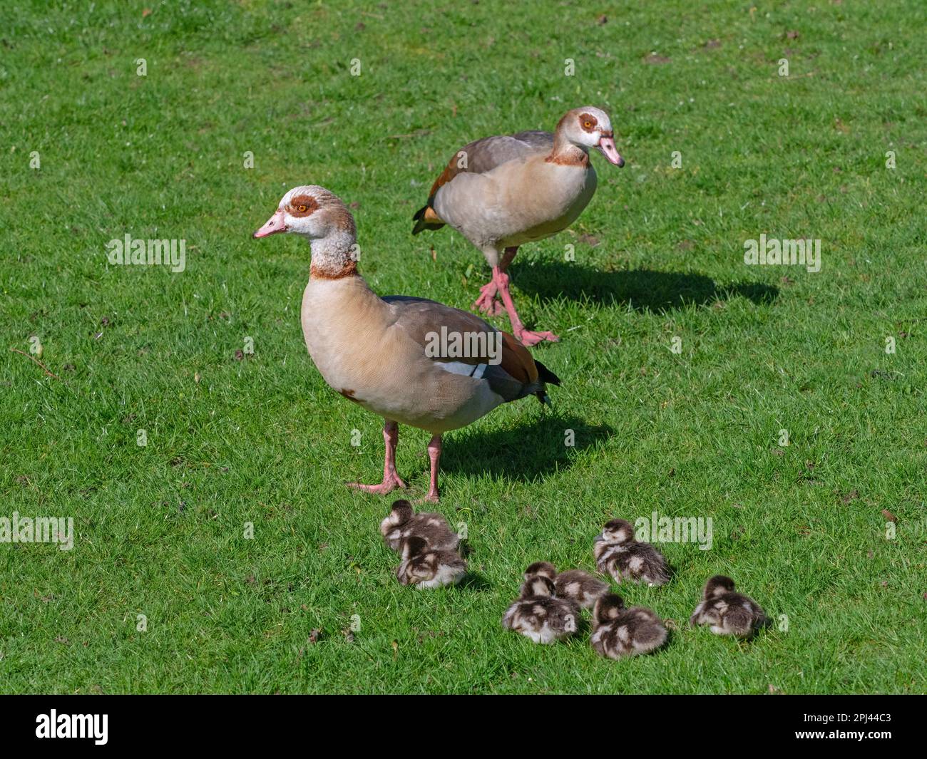 Egyptain Goose Alopochen aegyptiacus with newly hatched goslings.Norfolk Broads UK Stock Photo