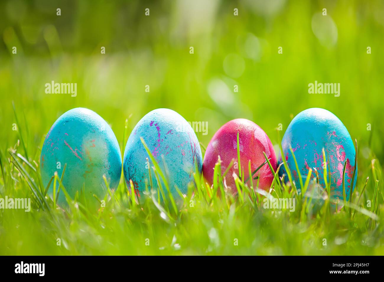 Easter eggs hiding in the grass , Easter time, spring Stock Photo