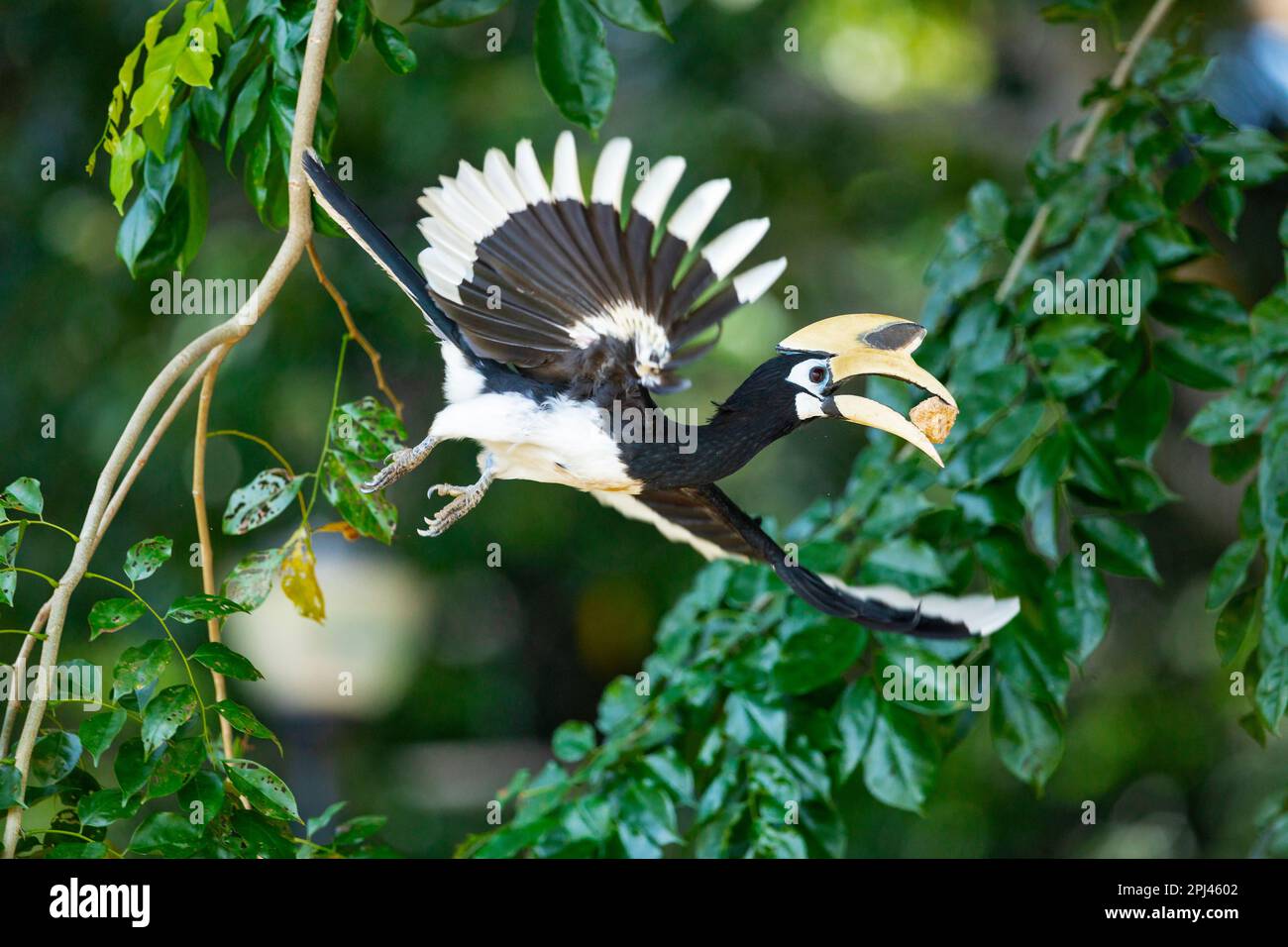 Adult male oriental pied hornbill brings earth (from a nearby construction site) to the female building nest inside hole of Angsana tree, Singapore Stock Photo