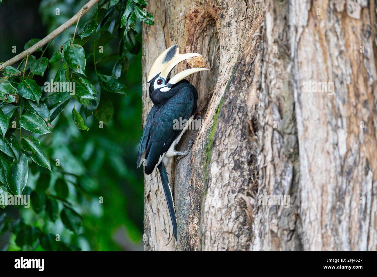 Adult male oriental pied hornbill brings earth (from a nearby construction site) to the female building nest inside hole of Angsana tree, Singapore Stock Photo