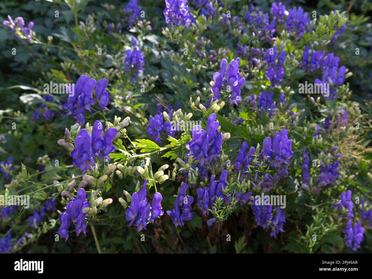 View of monkshood flowers during spring in Italy Stock Photo