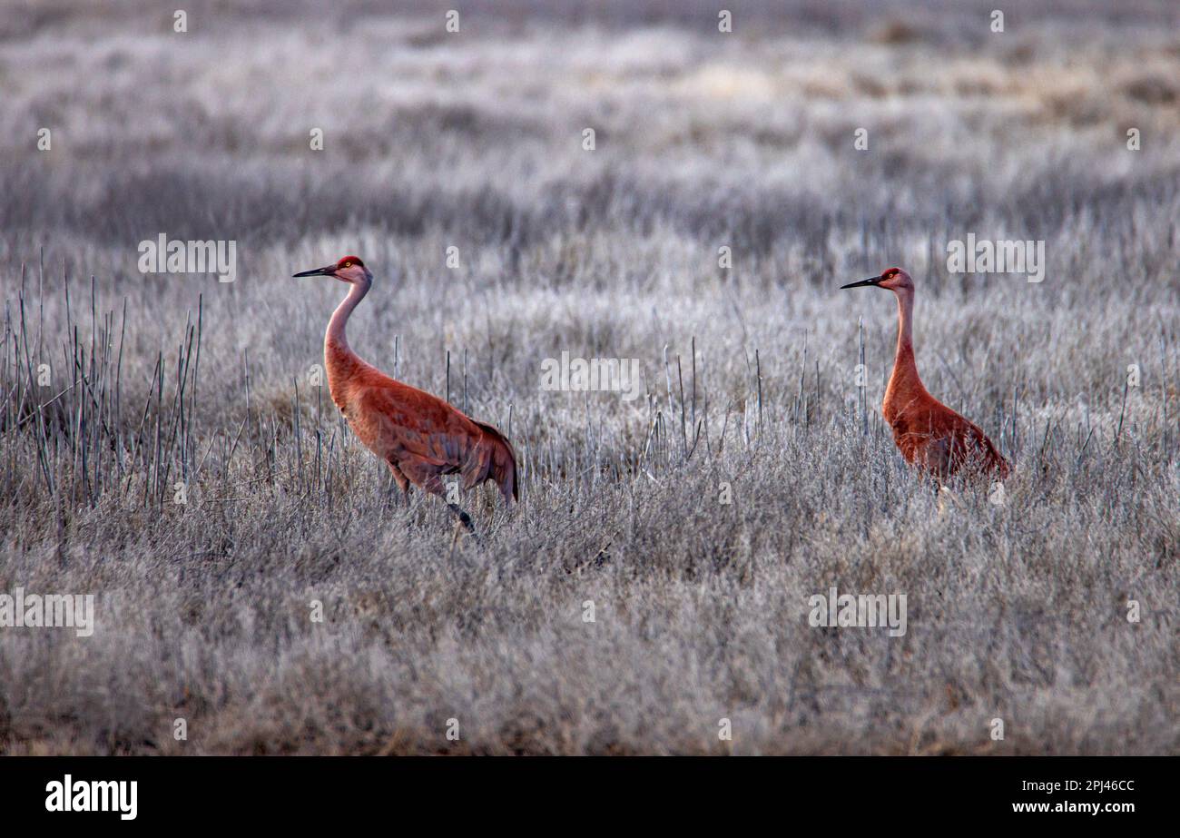 A pair of Sandhill Cranes (Grus canadensis) walk through a field at