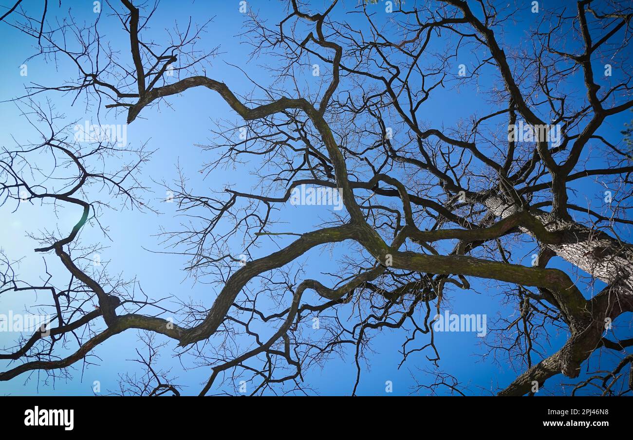 Dry tree branches in spring like lightning against the blue sky Stock Photo
