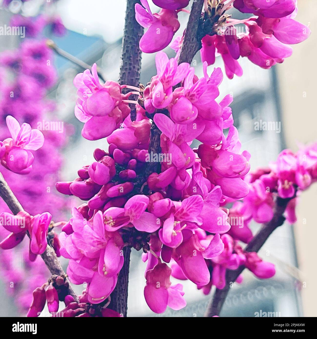 Cercis Tree Flowers Pink Flowers Of Judas Tree Closeup Stock Photo Alamy cercis-tree-flowers-pink-flowers-of-judas-tree-closeup-stock-photo-alamy