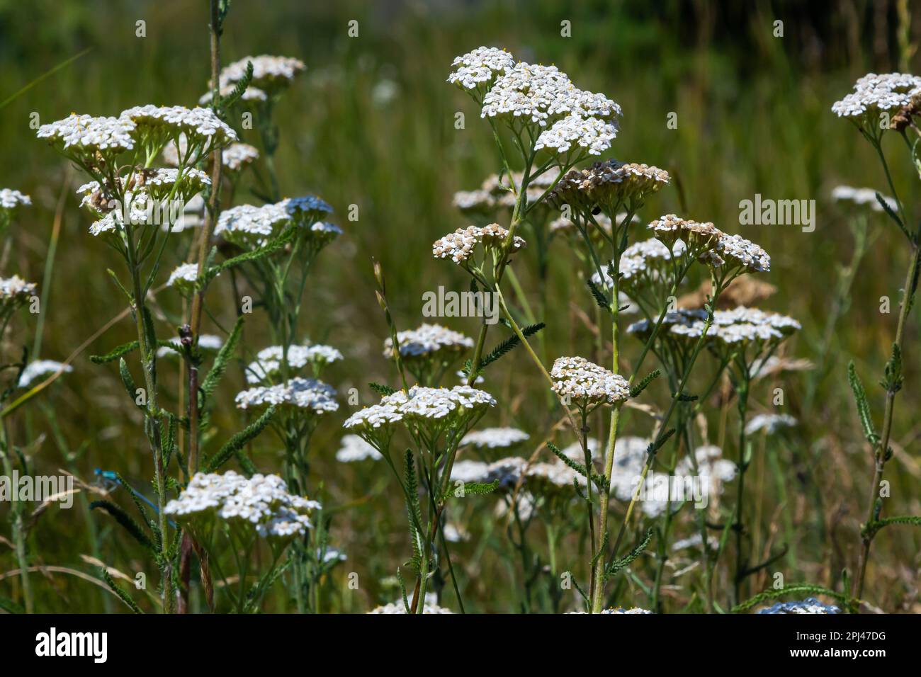 Yarrow common, flowers of a medicinal plant. Raw materials for the