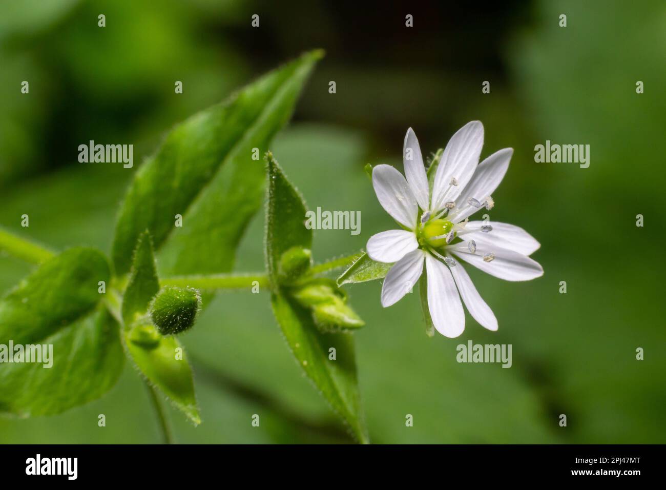 Myosoton aquaticum, plant with small white flower known as water chickweed or giant chickweed on green blurred background. Stock Photo