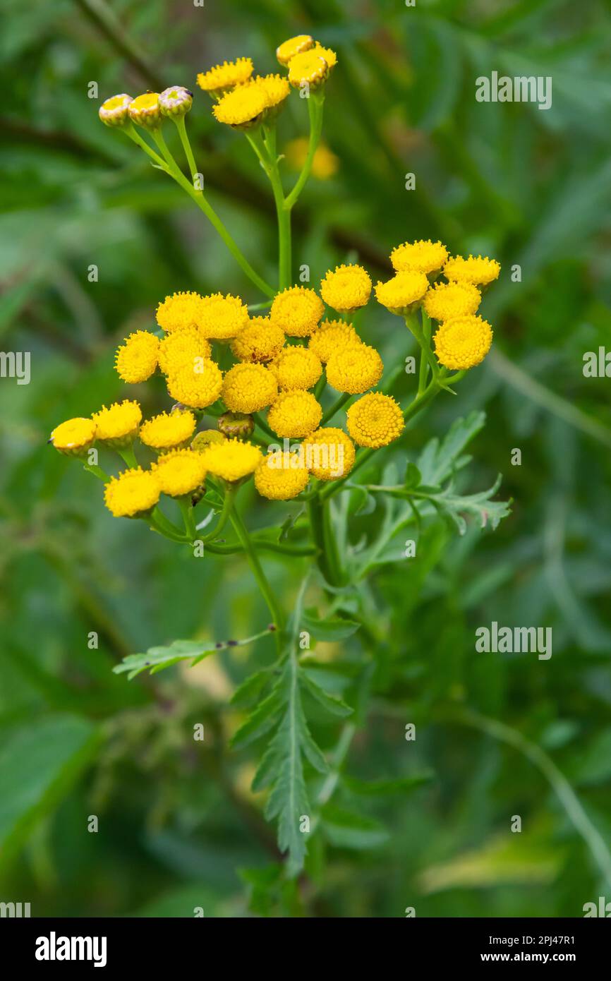 Tansy flowers Tanacetum vulgare Genus of perennial herbaceous plants and shrubs of the family Asteraceae. Stock Photo