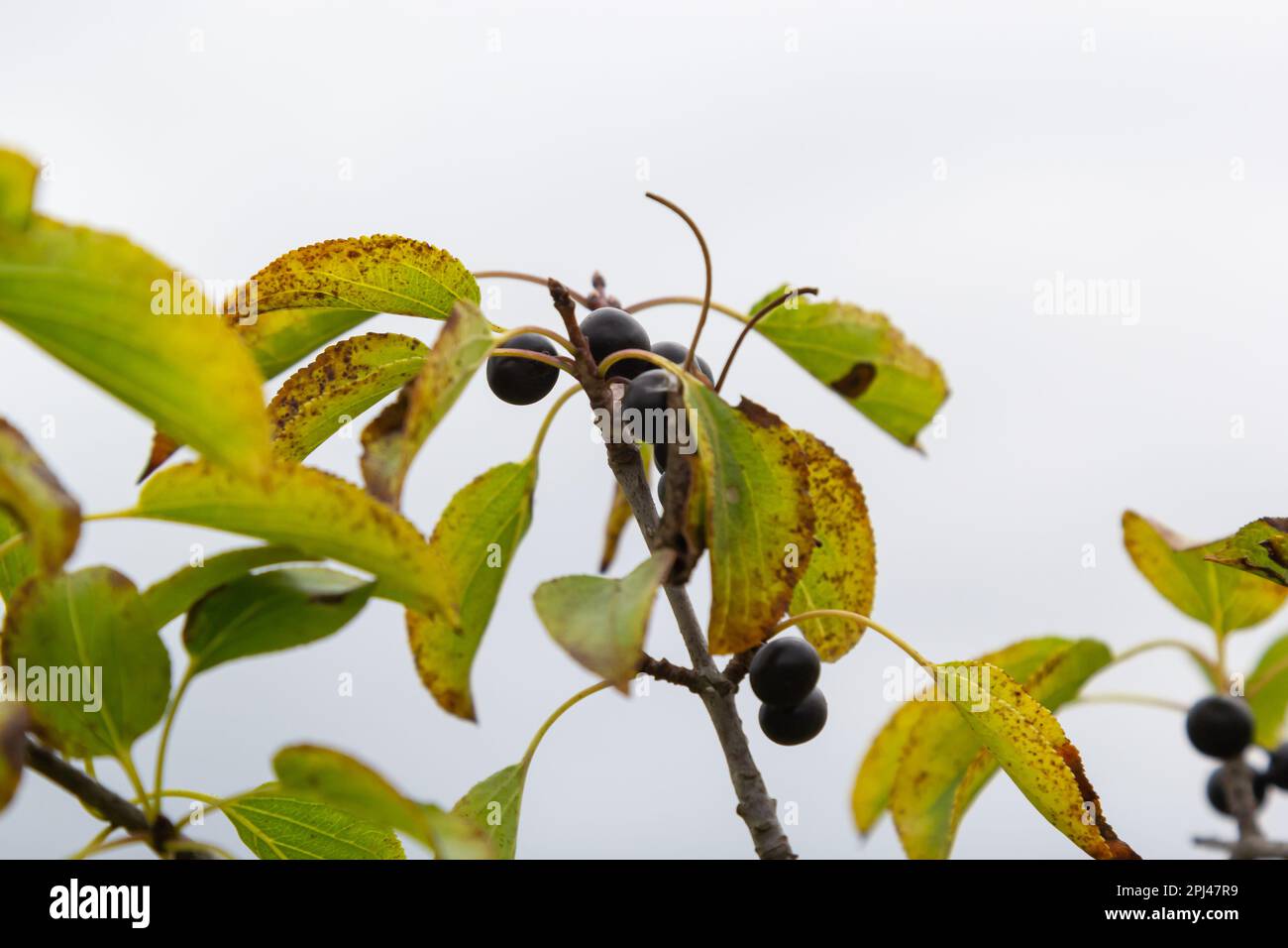 Branch of Common buckthorn Rhamnus cathartica tree in autumn. Beautiful bright view of black berries and green leaves close-up. Stock Photo