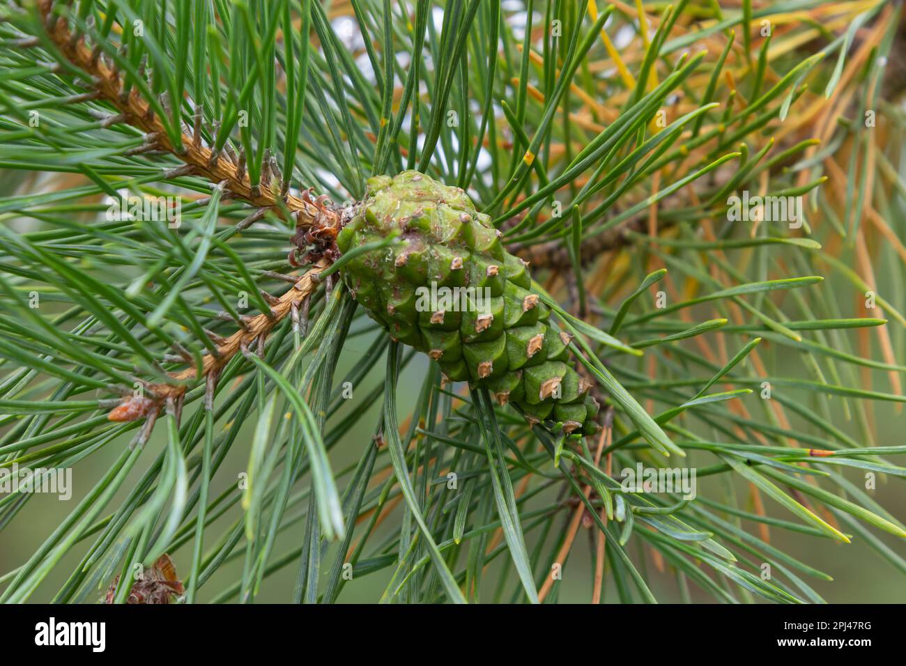 pine tree Green pine cone hanging on fir needles branch. Medicinal