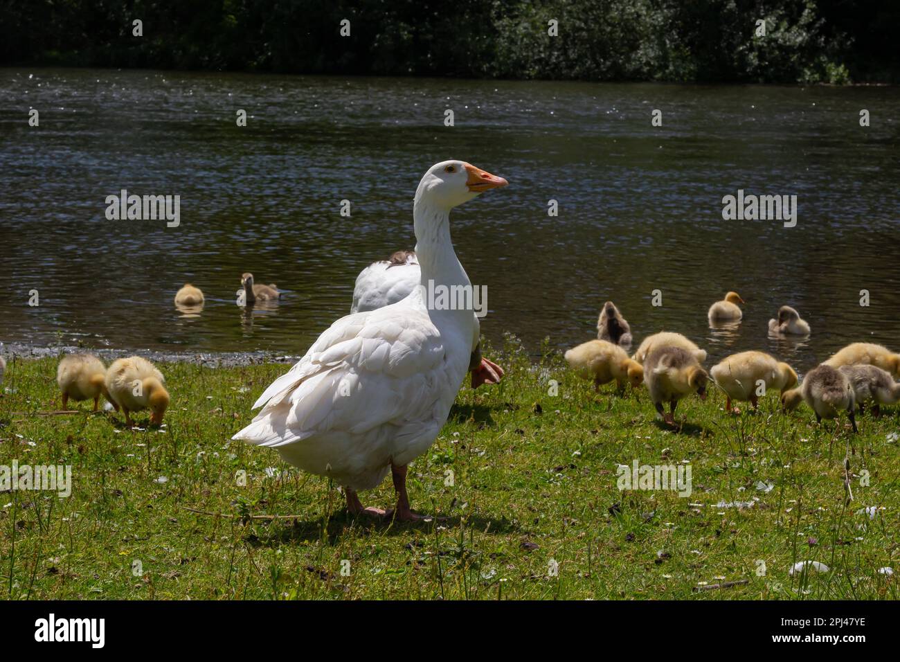 Angry goose protects goslings outdoors on a green meadow. Countryside concept, domestic goose with gosligs. Stock Photo