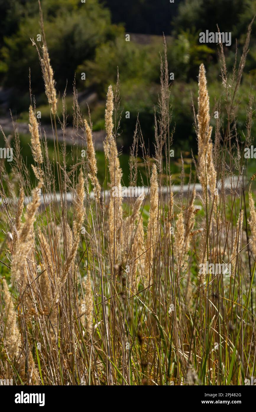 Calamagrostis epigejos is a perennial herbaceous plant of the slender leg family with a long creeping rhizome. Autumn plants with seeds. Medicinal pla Stock Photo