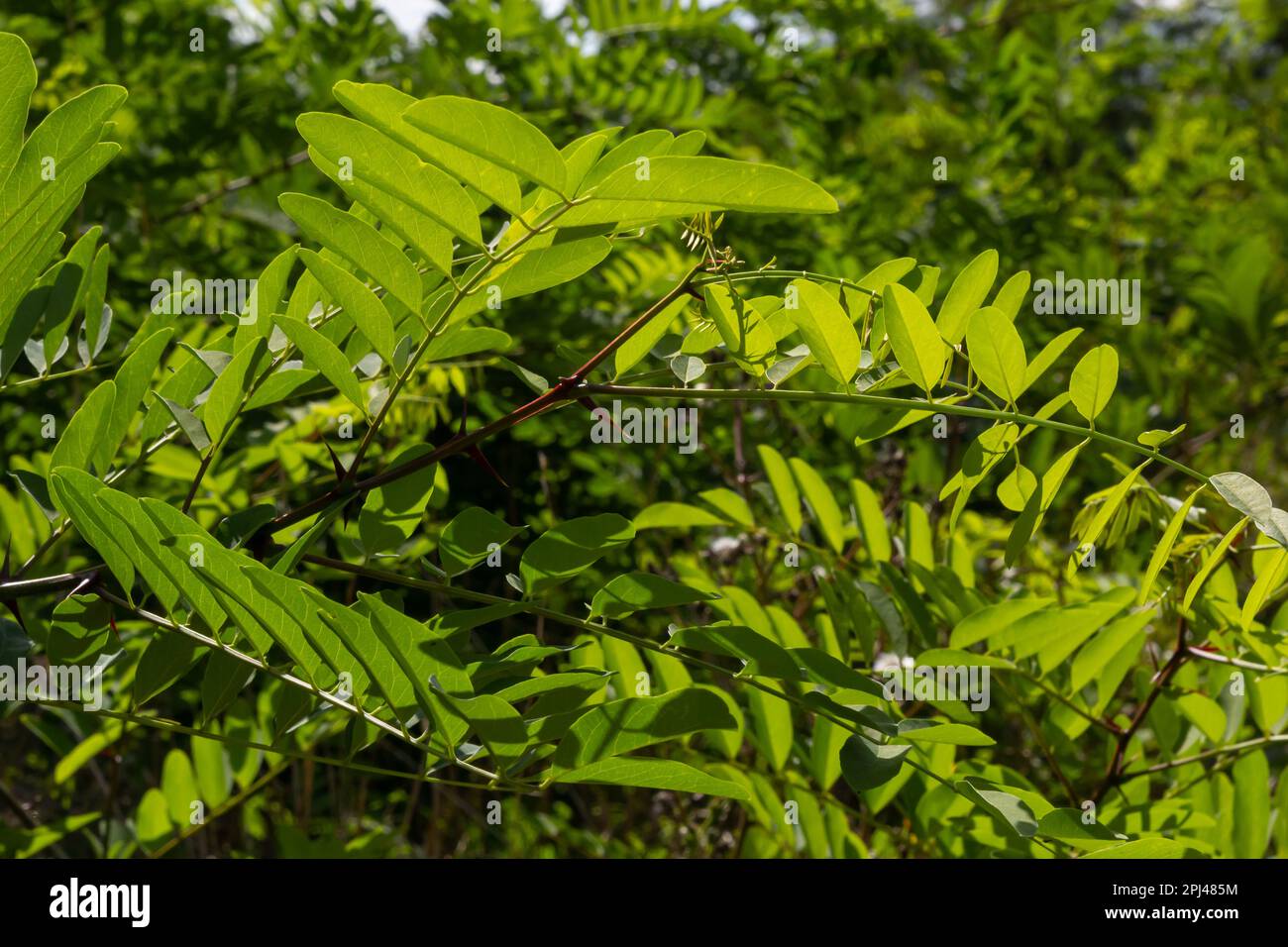 Acacia. Green leaf plant close-up. Natural background. Green background. Stock Photo