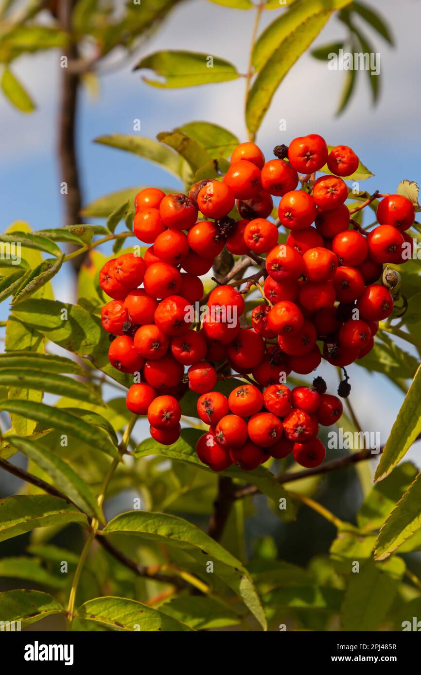 Rowan on a branch. Red rowan. Rowan berries on rowan tree. Sorbus ...