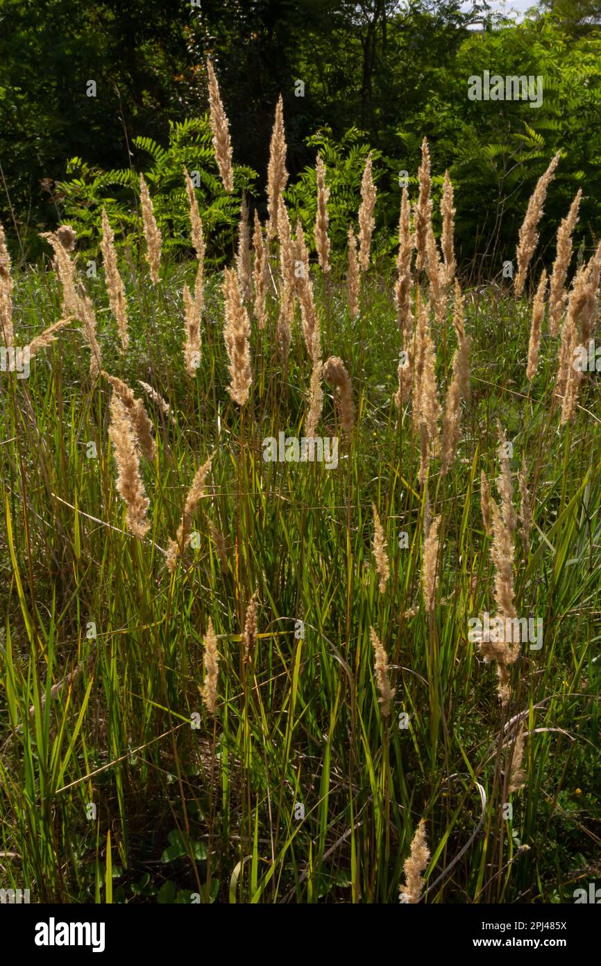 Calamagrostis epigejos is a perennial herbaceous plant of the slender leg family with a long creeping rhizome. Stock Photo