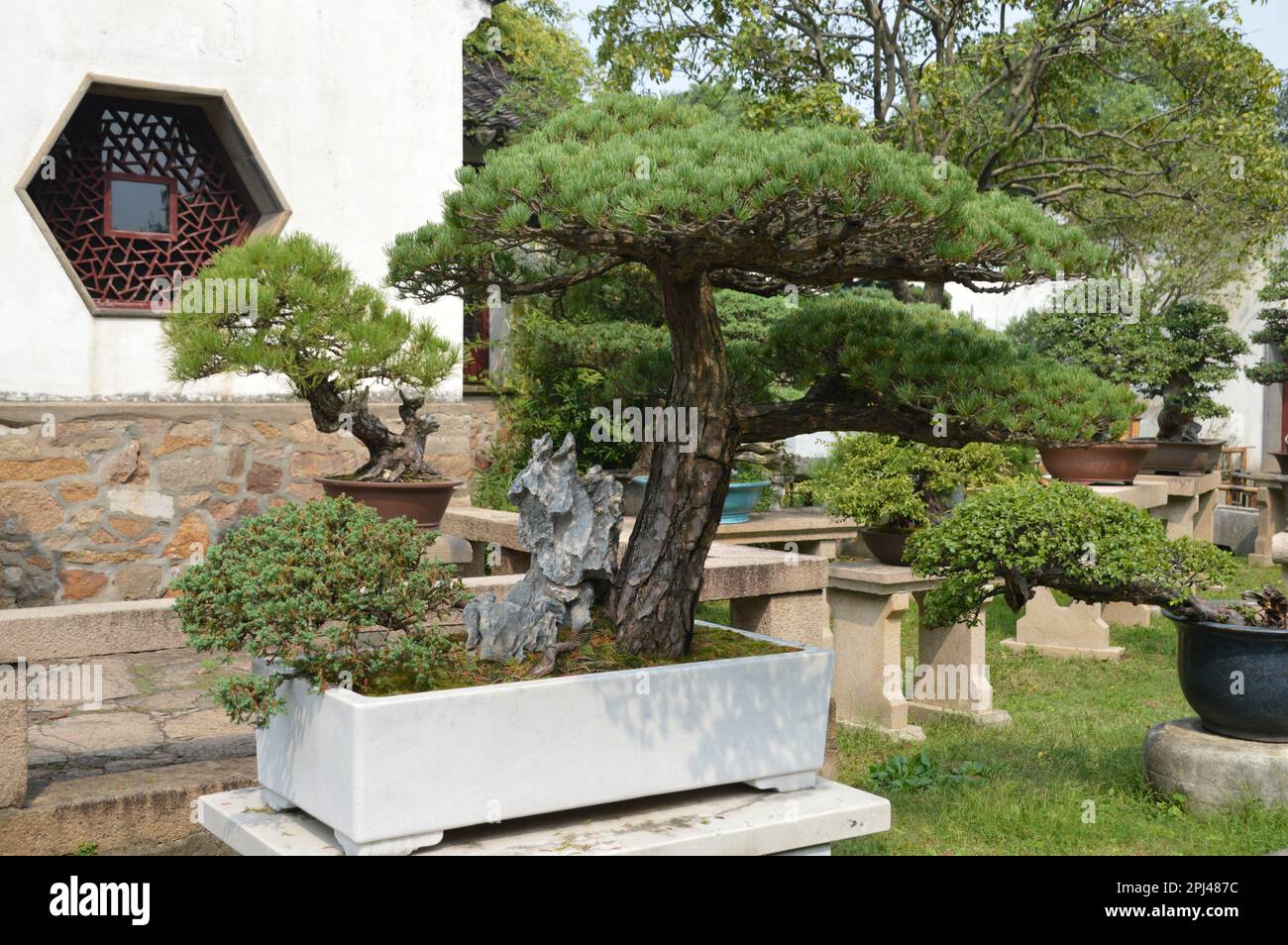 Bonsai miniature tree hi-res stock photography and images - Alamy
