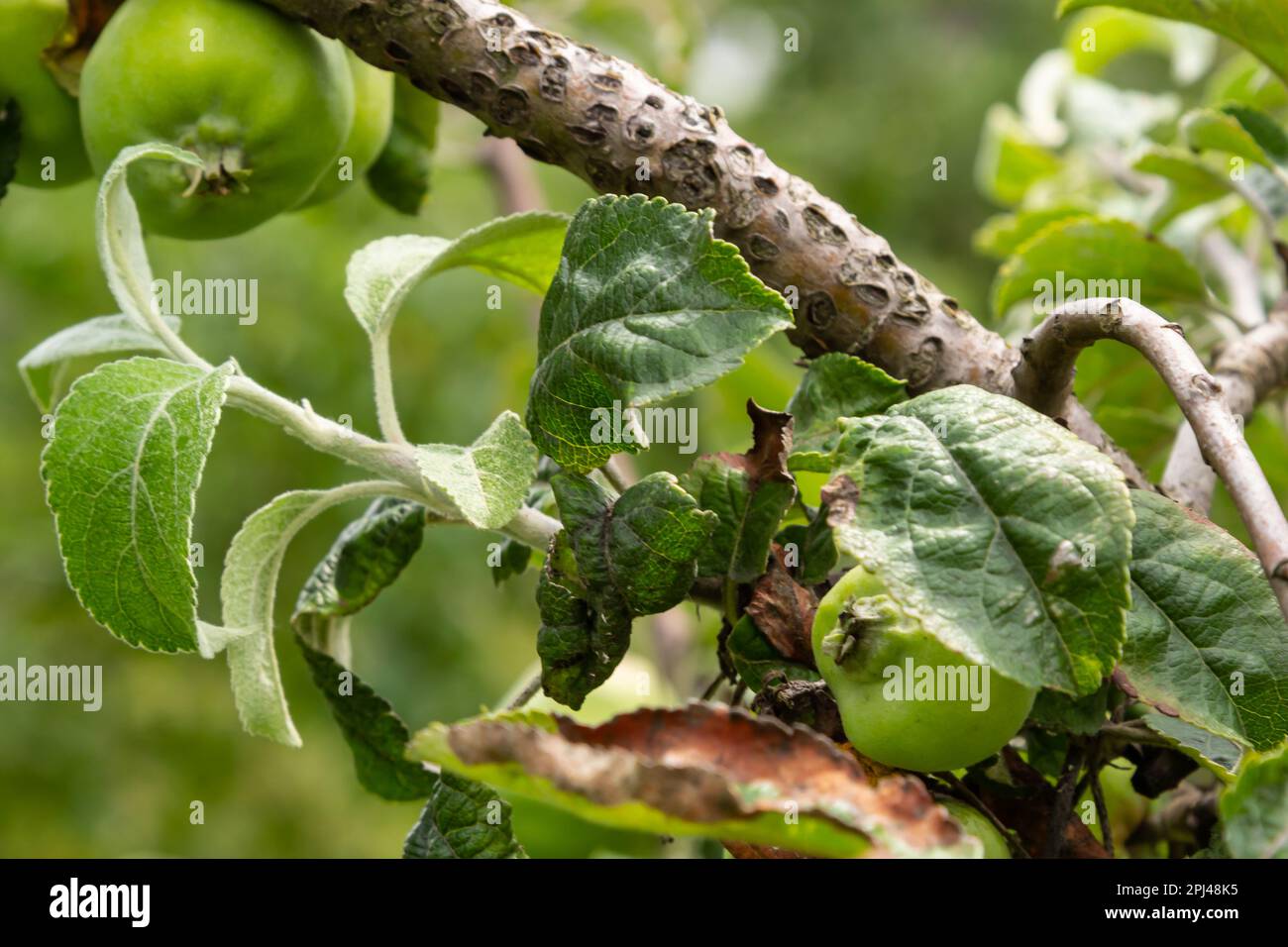 Rosy leaf-curling apple aphids, Dysaphis devecta, apple tree pest. Detail of affected leaf. Stock Photo