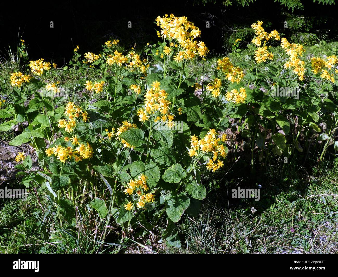 Germany, Upper Bavaria, Bad Wiessee: Alpine Ragwort (Senecio alpinus ...