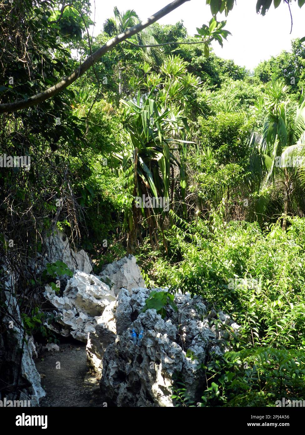 The Philippines, Samar Island: Malajog Ridge Nature Reserve: the ridge ...