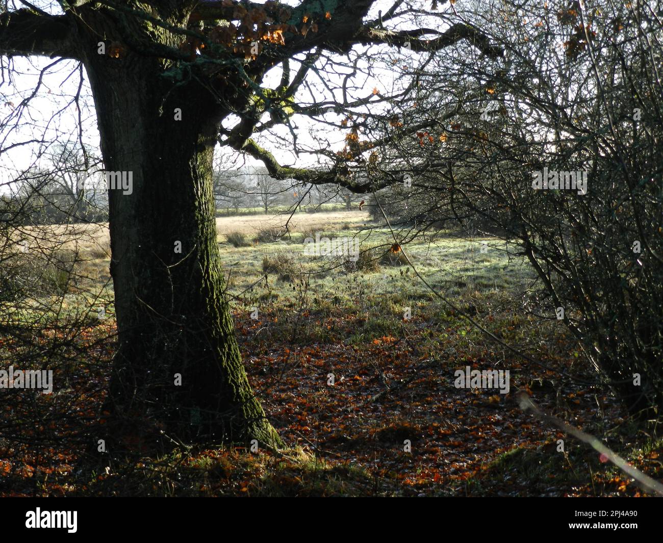 England, West Sussex, Henfield:  view from Woods Mill Nature Reserve, home of the Sussex Wildlife Trust. Stock Photo