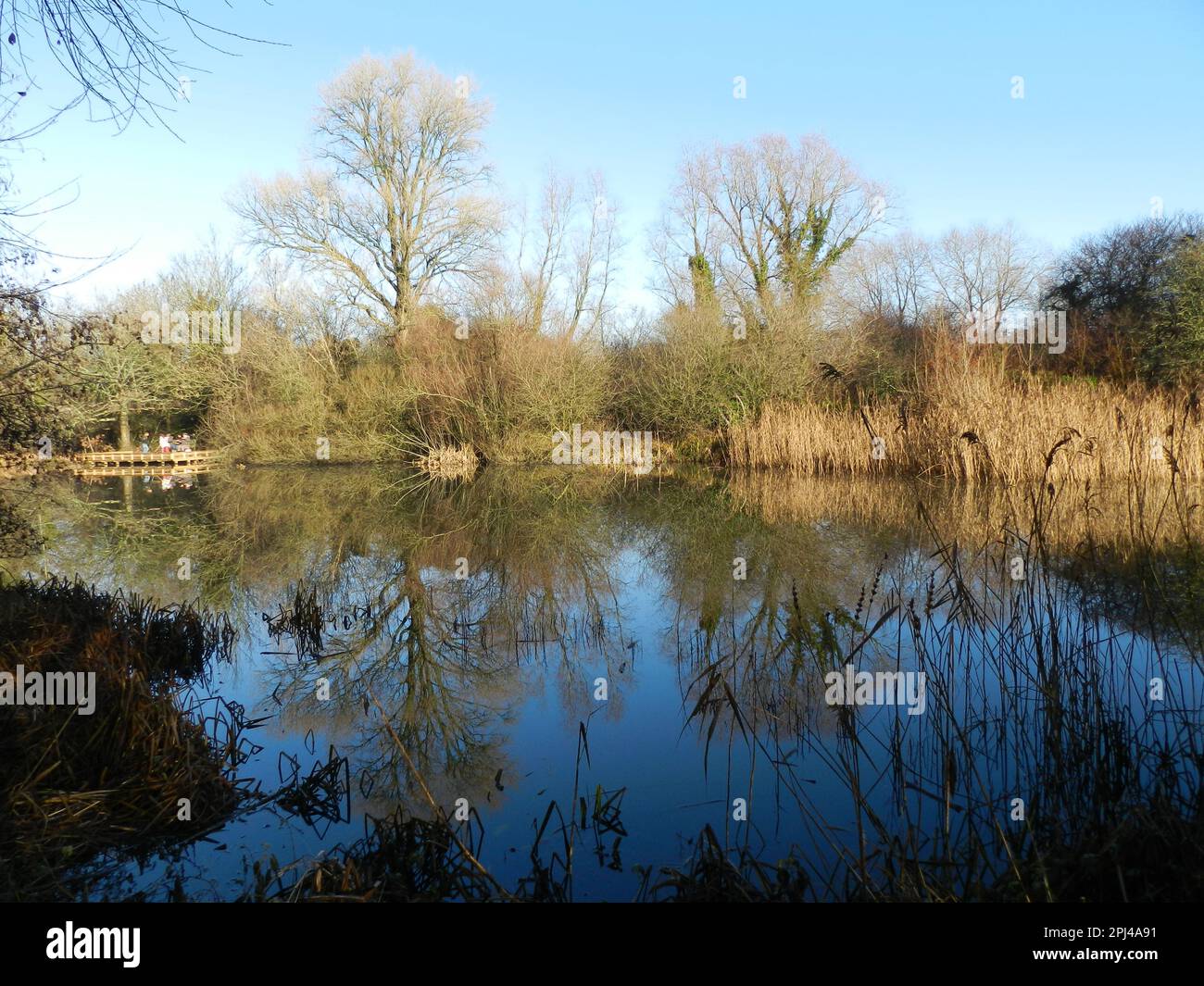 England, West Sussex, Henfield:  the pond at Woods Mill Nature Reserve, home of the Sussex Wildlife Trust. Stock Photo