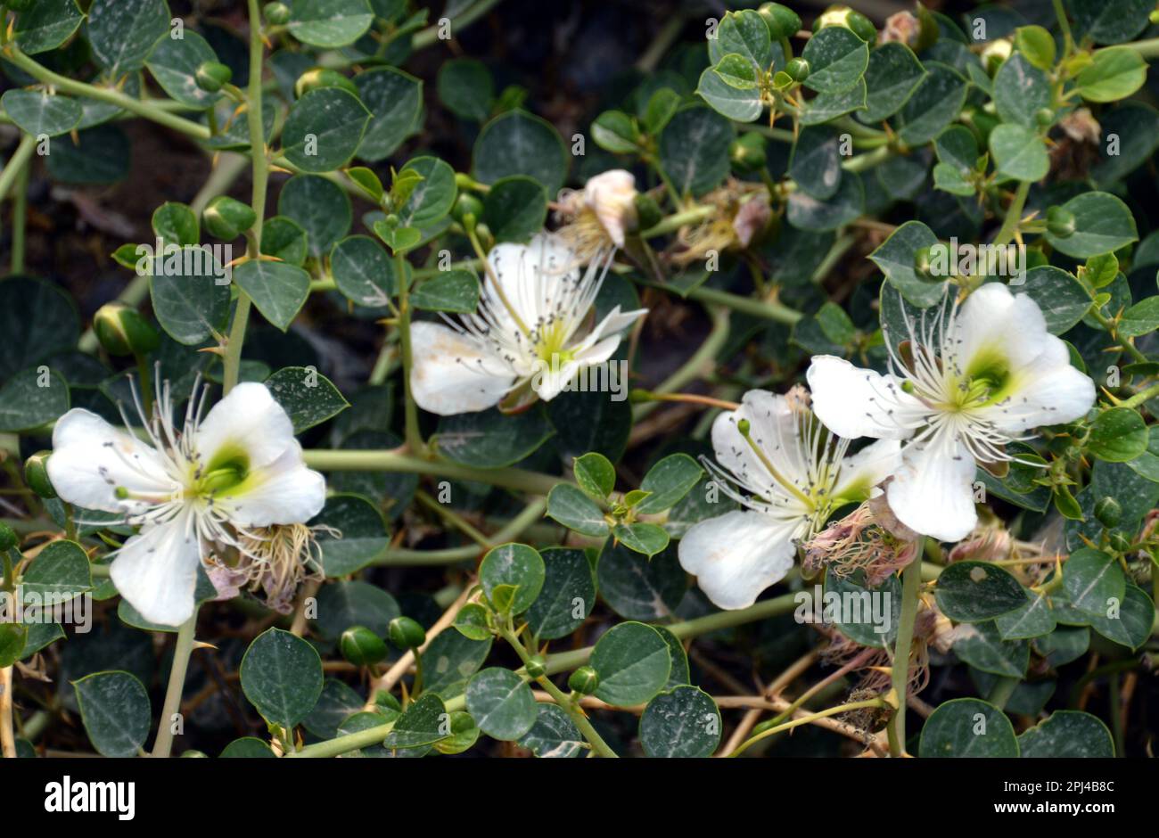 People's Republic of China, Xinjiang Province, Kuqa Caper bush