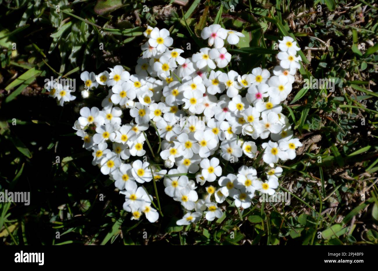 Kyrgyzstan, Osh Oblast (Province):  flowers of Androsace villosa. Stock Photo