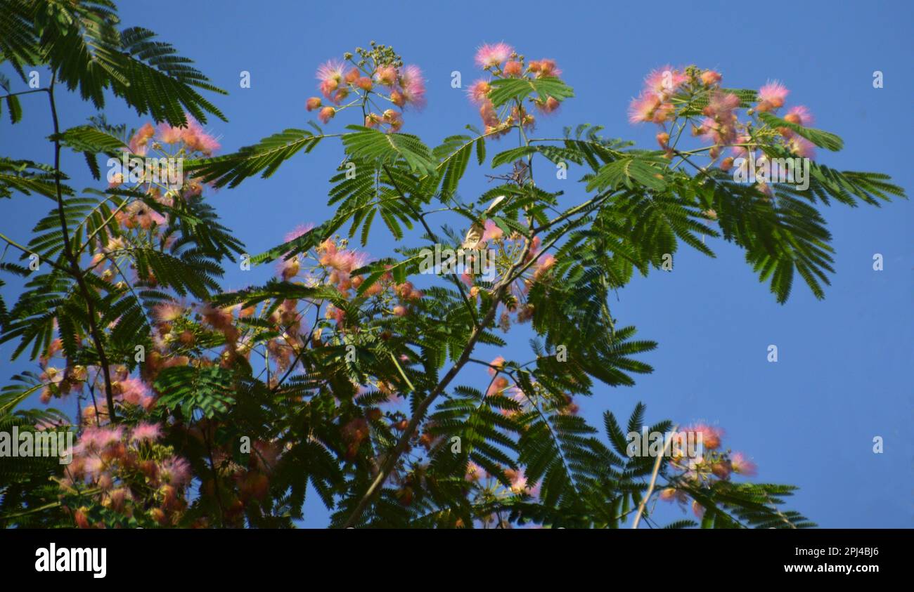 Tajikistan, Dushanbe, capital city Persian Silk Tree or Pink Silk Tree julibrissin), a