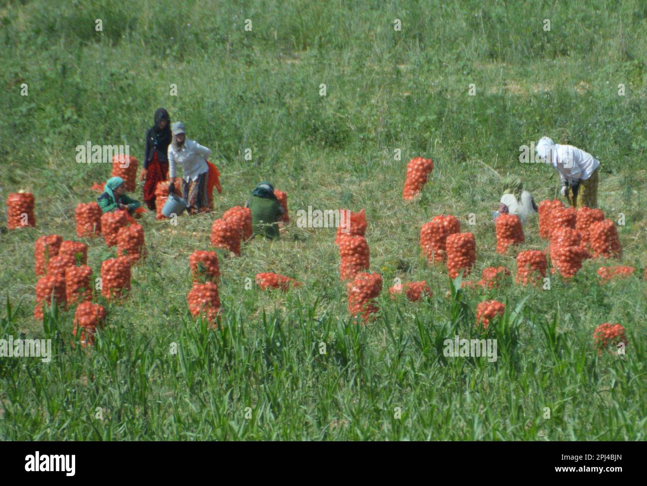 Workers harvesting onions hi-res stock photography and images - Alamy