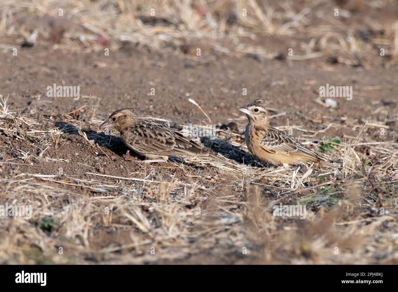 Sykes's lark (Galerida deva) observed in Greater Rann of Kutch in Gujarat, India Stock Photo