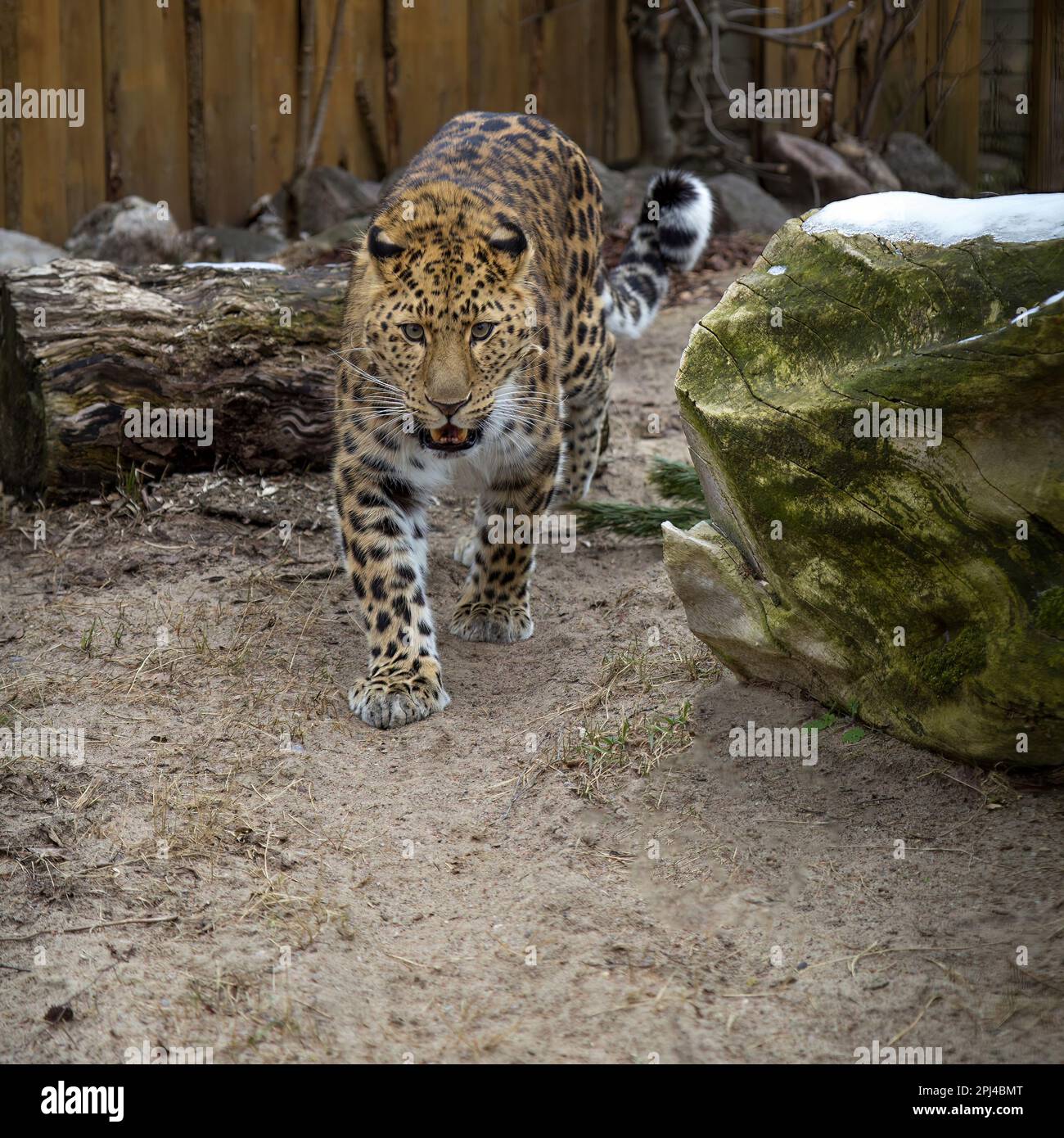 Far Eastern leopard and its life in the zoo. an endangered species of