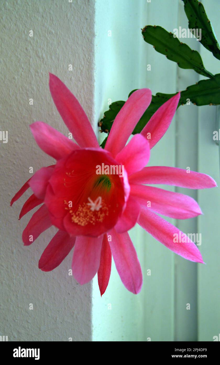 Flower on Epiphyllum hybrid. Stock Photo