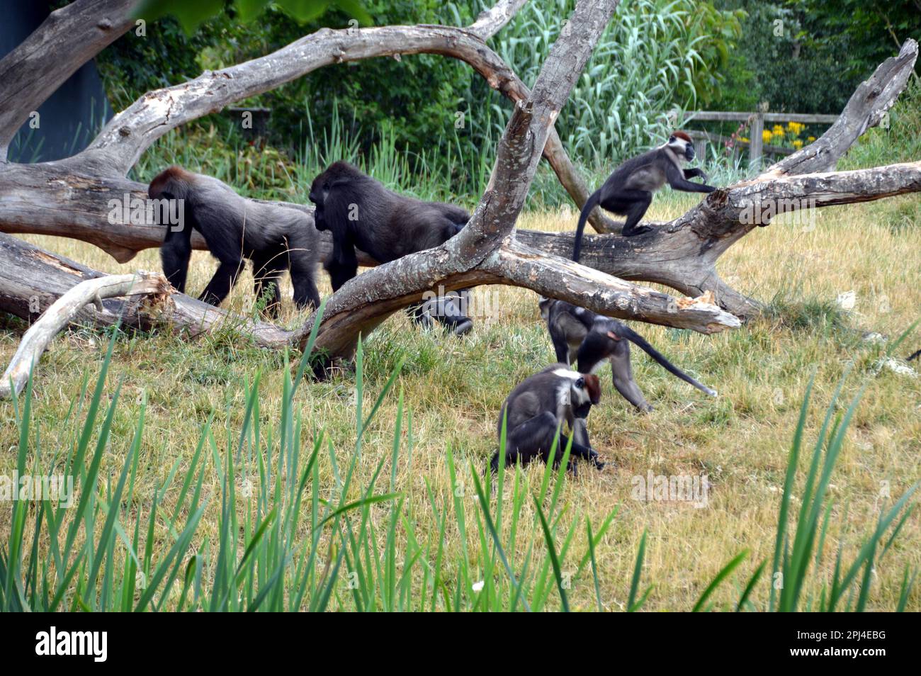 Ireland, Leinster, Dublin: western lowland gorillas share their