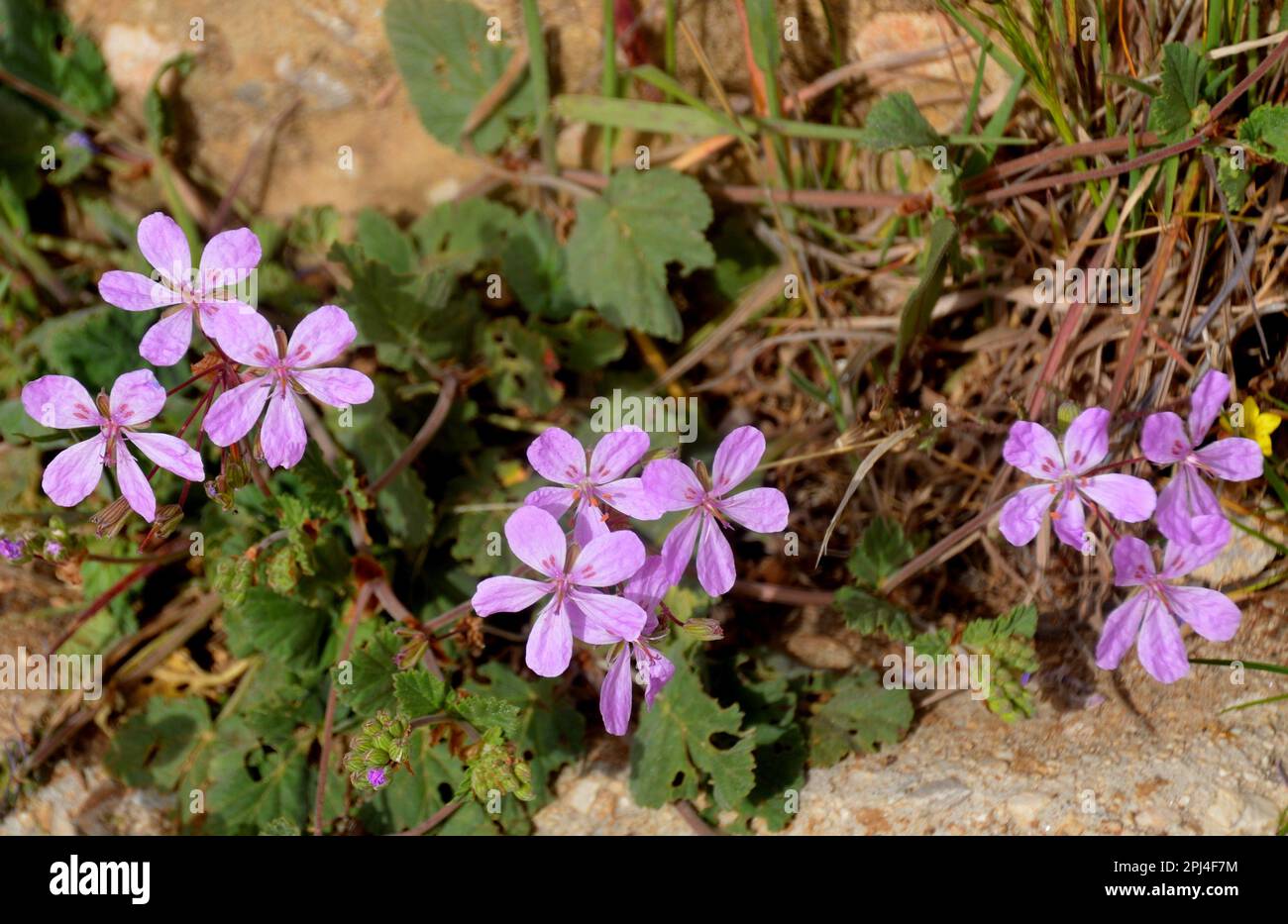Storksbill Flowers of Storksbill (Erodium malacoides) at Ifrane, Middle Atlas ...