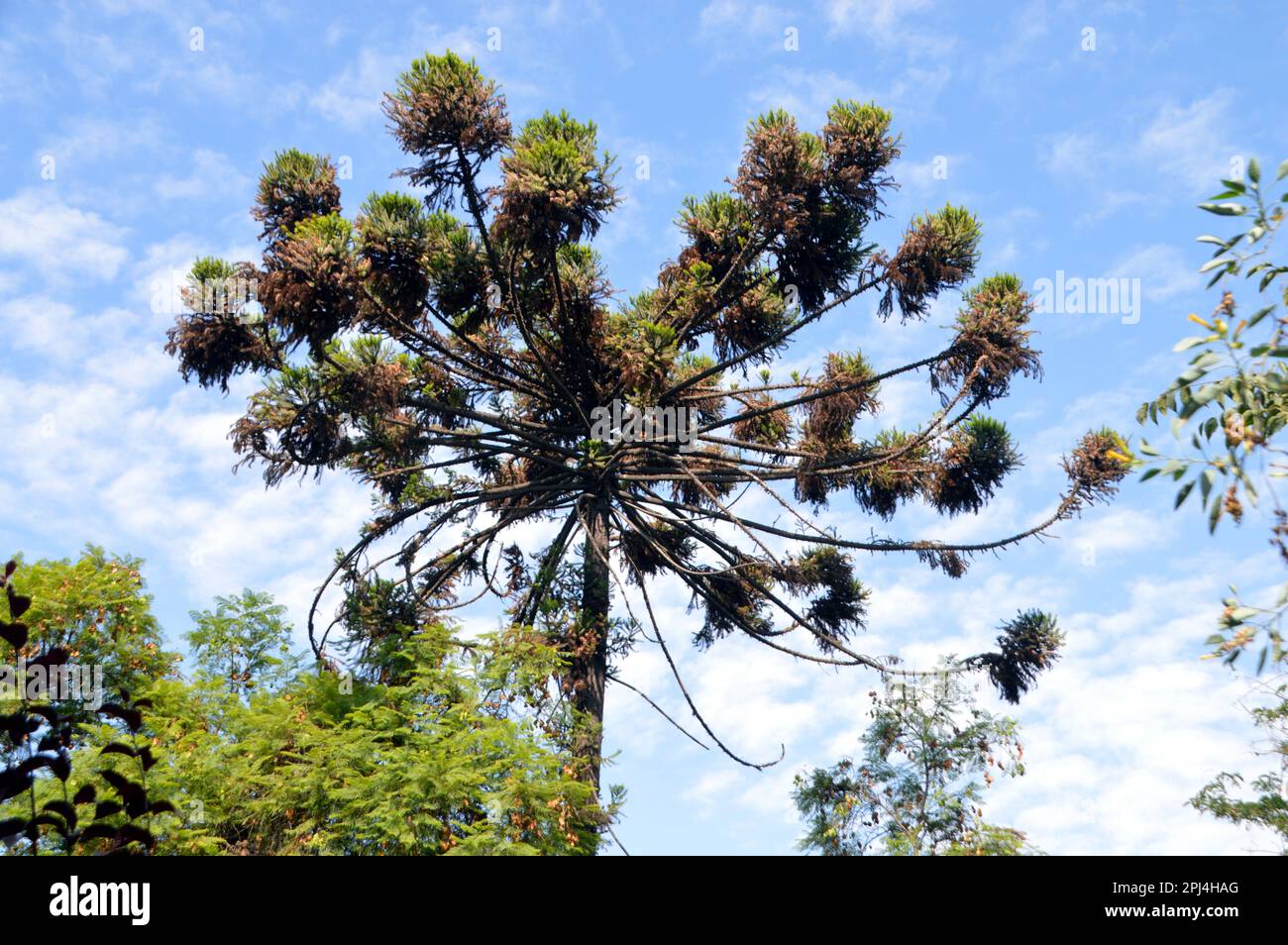 Chile. Santiago, Santa Lucia Hill:  Araucaria angustifolia, an evergreen coniferous tree  belonginging to the family Araucariaceae which has 19 member Stock Photo