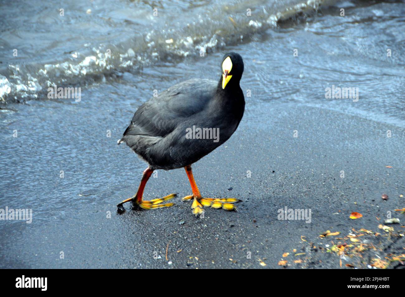 Chile. Pucon:  Red-gartered Coot (Fulica armillata). Stock Photo