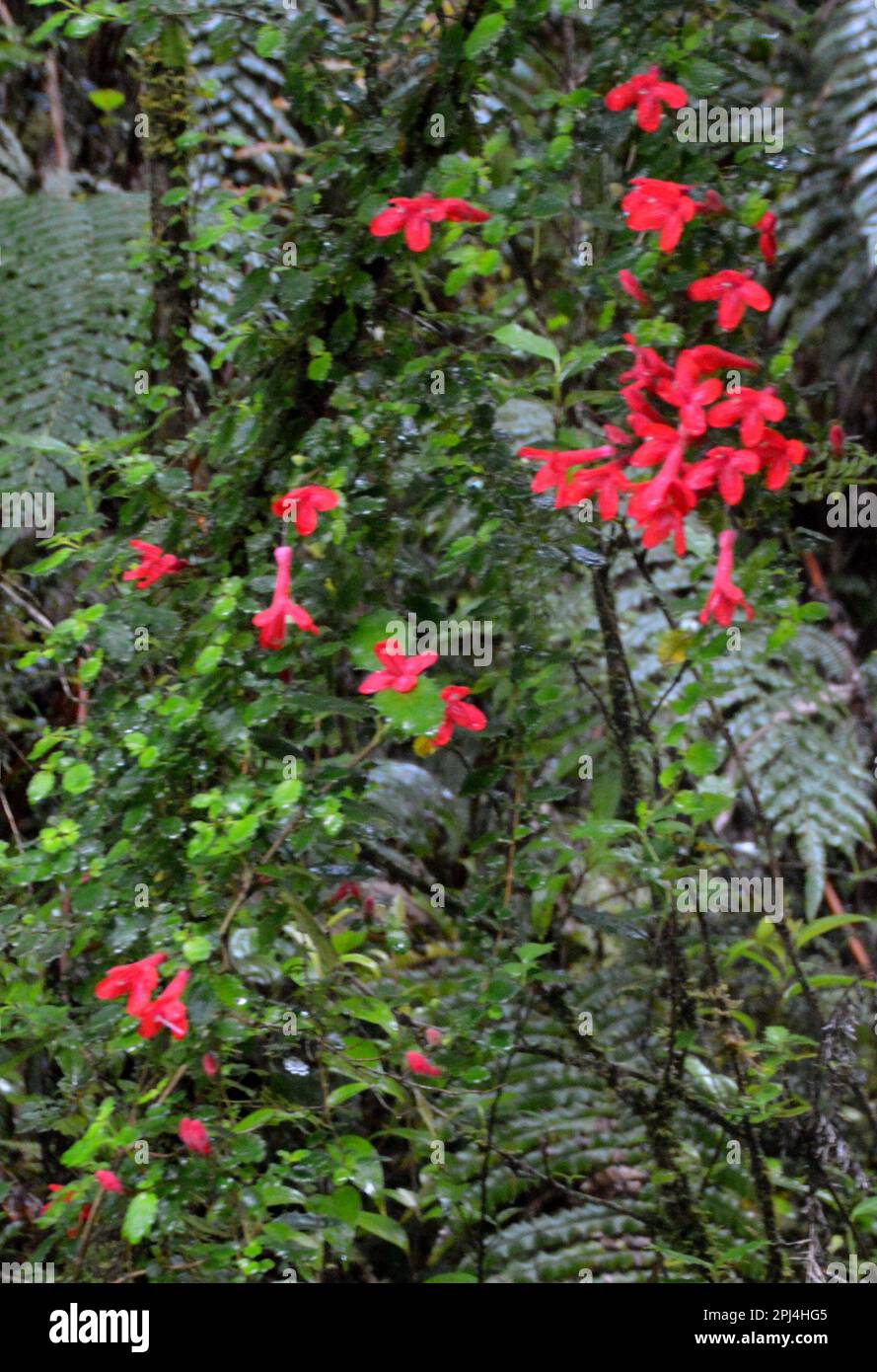 Chile, Puyuhuapi flowers of the Waterfall Plant (Ourisia ruelloides